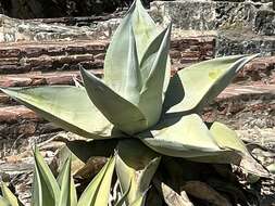 Слика од Agave guiengola Gentry