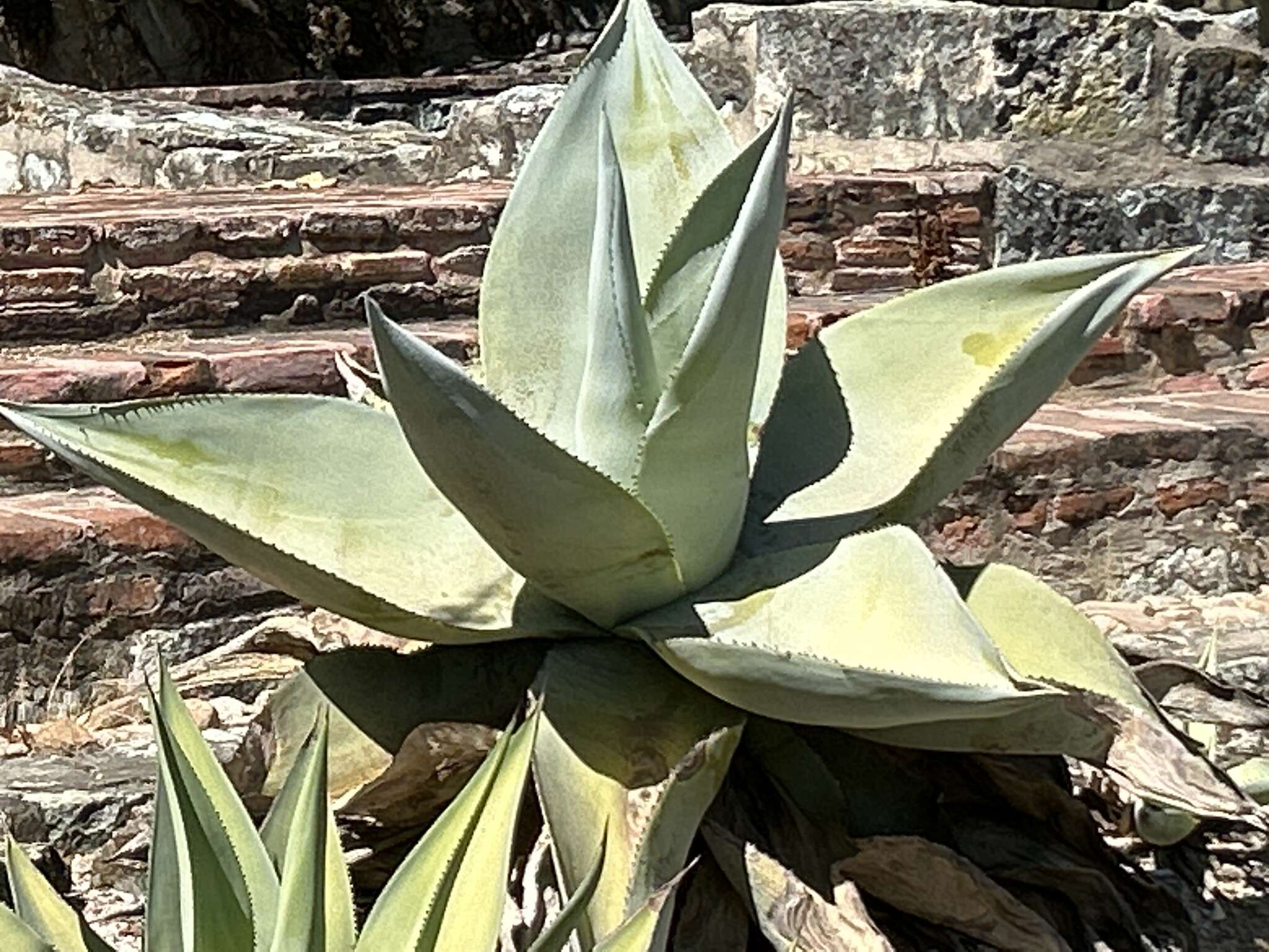 Image of Silvery agave