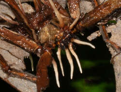 Image of Ophiocordyceps engleriana (Henn.) G. H. Sung, J. M. Sung, Hywel-Jones & Spatafora 2007