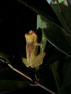 Image of Boophis tasymena Vences & Glaw 2002