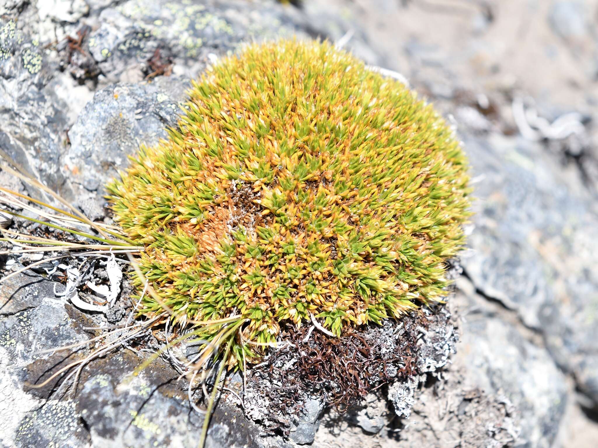 Image of Colobanthus buchananii T. Kirk