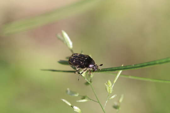 Image of Euphoria levinotata Orozco 2012