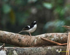 Image of Black-backed Forktail