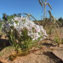 Image of Macgregoria racemigera F. Müll.