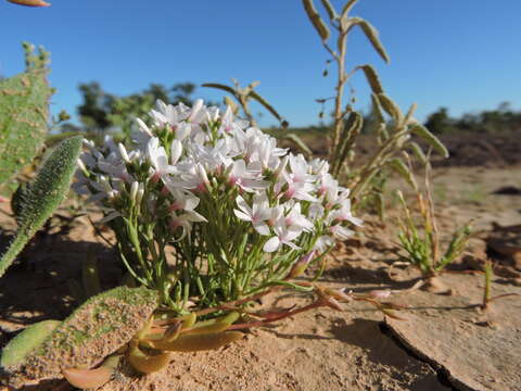 صورة Macgregoria