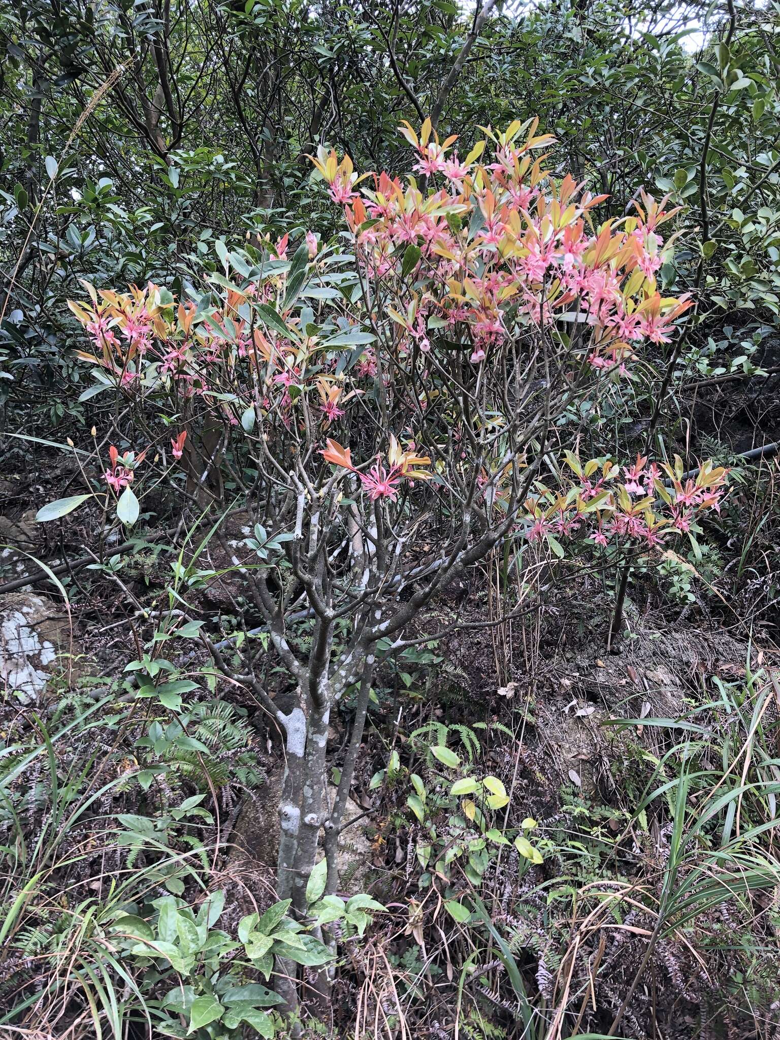 Image of Enkianthus quinqueflorus Lour.