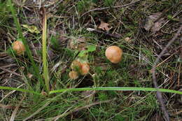 Imagem de Suillus bovinus (L.) Roussel 1796