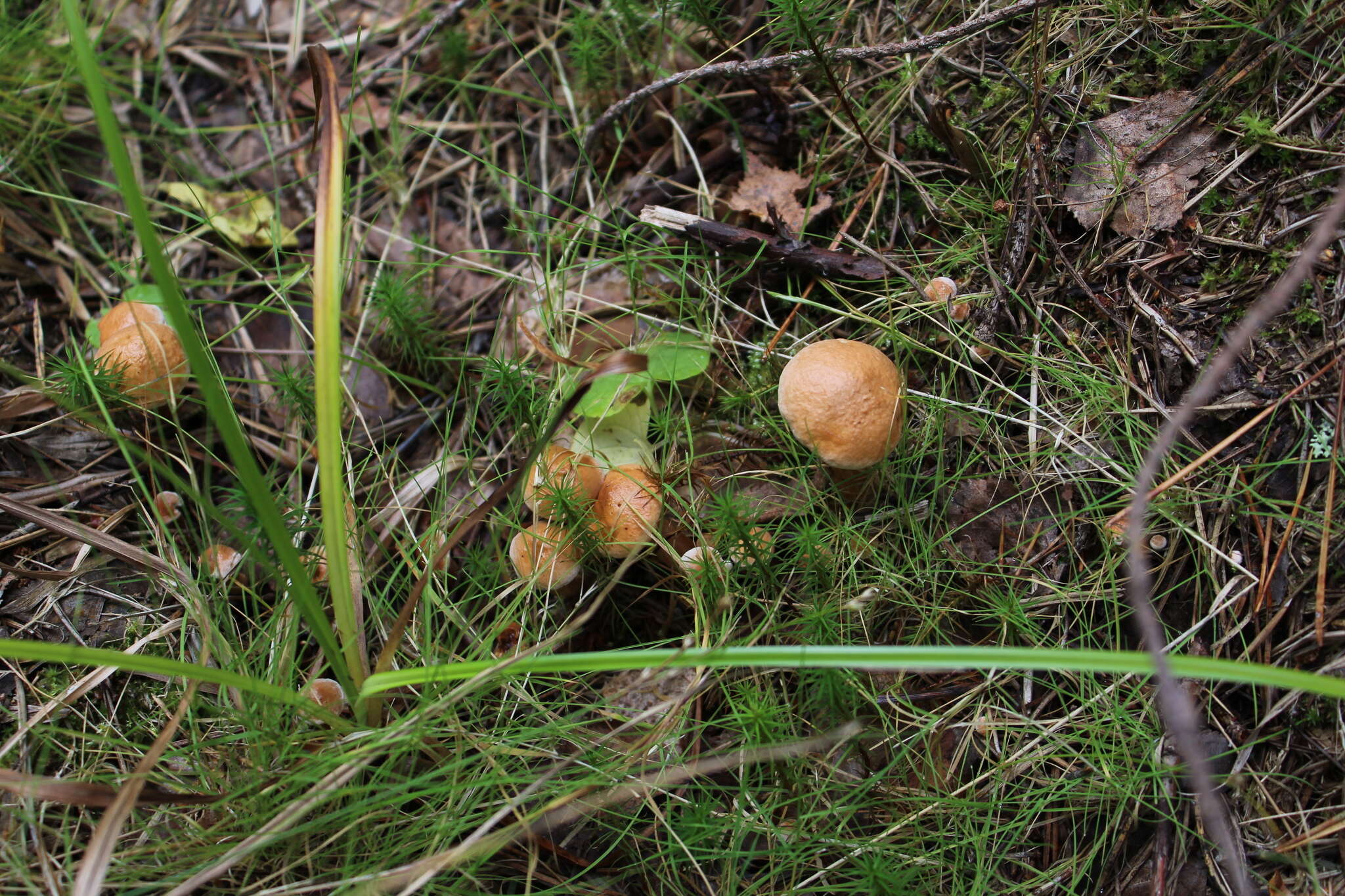 Image of Suillus bovinus (L.) Roussel 1796