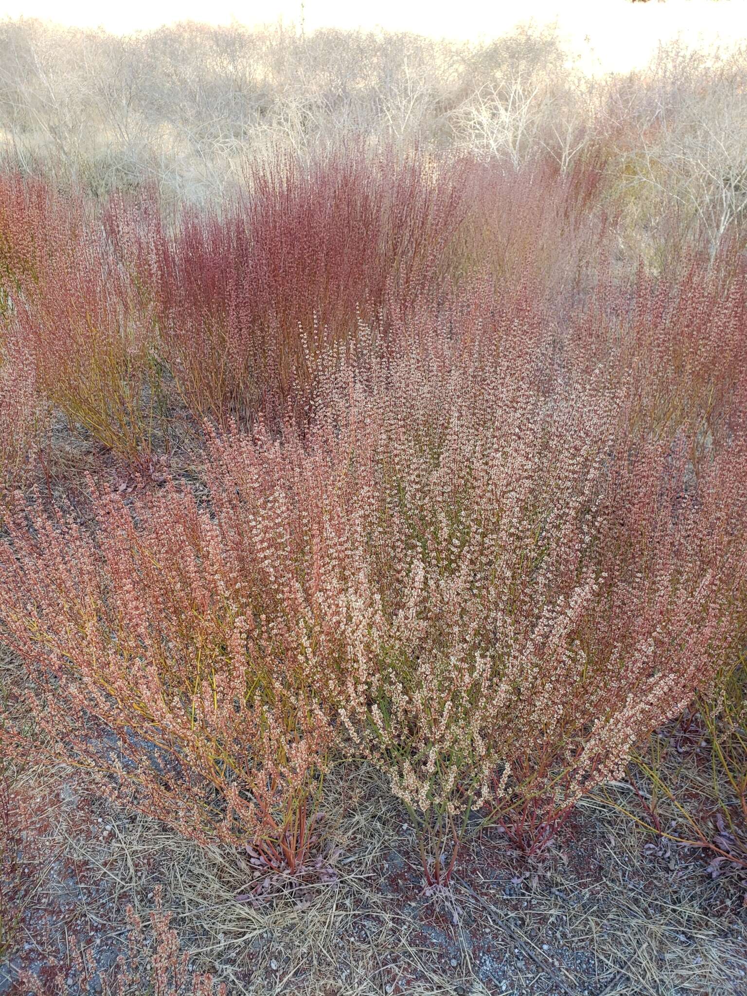 Image of slender woolly buckwheat