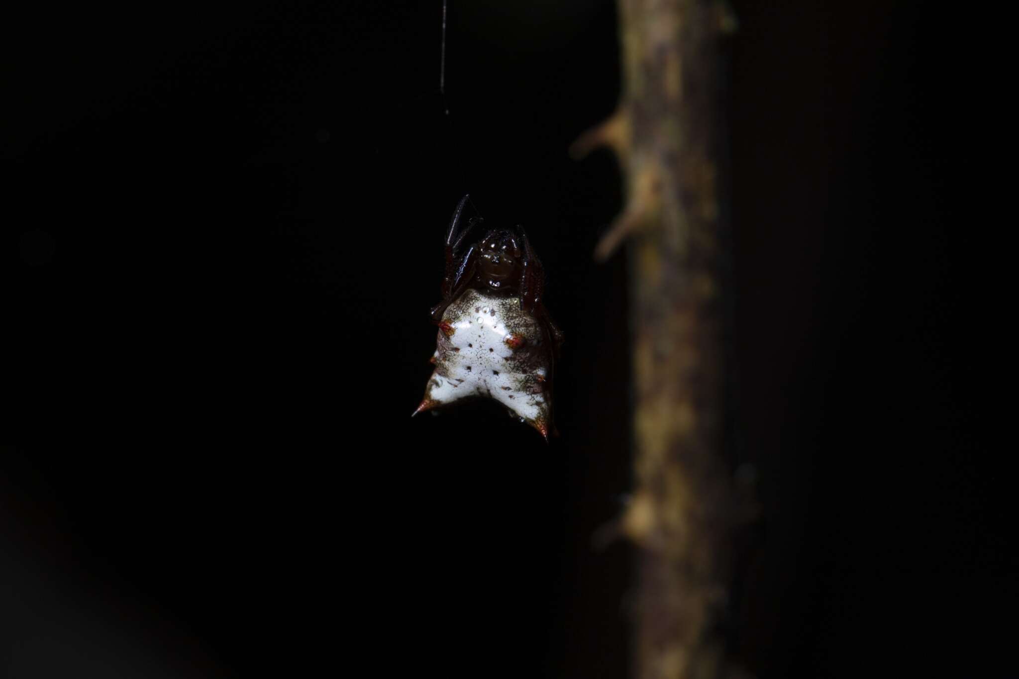 Image of Micrathena crassa (Keyserling 1864)