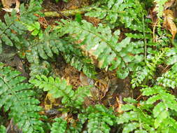 Image of Danaea wendlandii Reichb