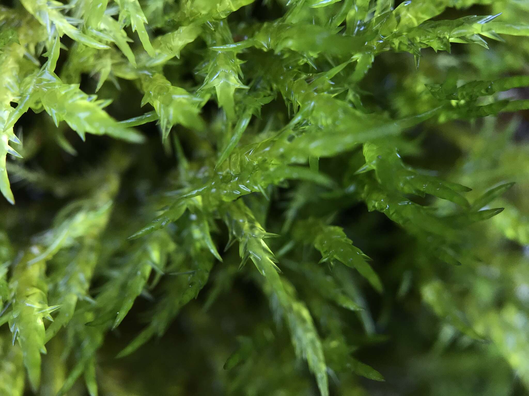 Image of calliergonella moss