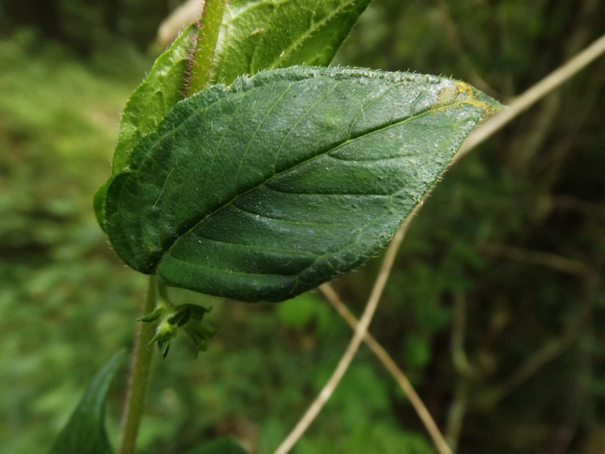 Imagem de Cuphea nitidula Kunth