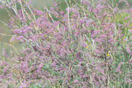 صورة Myricaria longifolia (Willd.) Ehrenb.