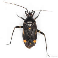 Image of Closterotomus cinctipes (A. Costa 1853)