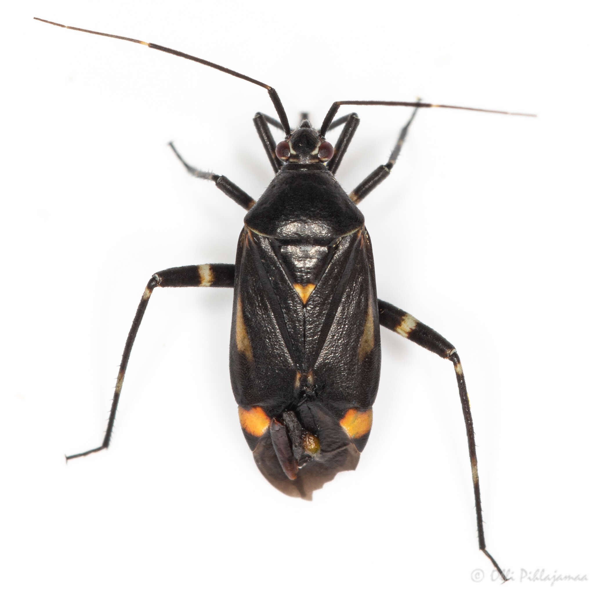 Image of Closterotomus cinctipes (A. Costa 1853)