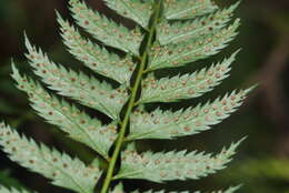 Polystichum formosanum Rosenst. resmi