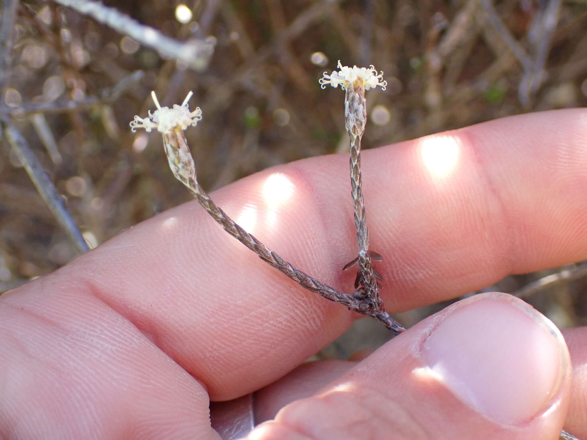 Image de Ozothamnus dimorphus (Cockayne) A. A. Anderberg