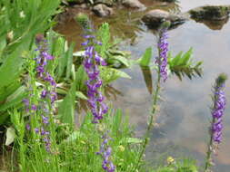 Image of Fringe-Leaf Lobelia