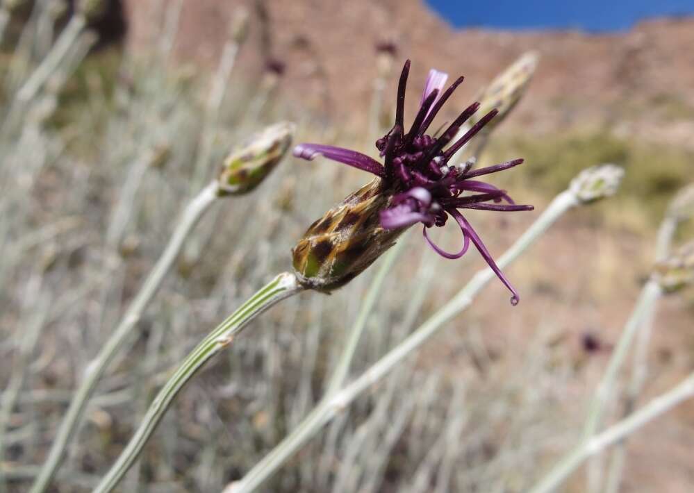 Image of Aphyllocladus spartioides Wedd.