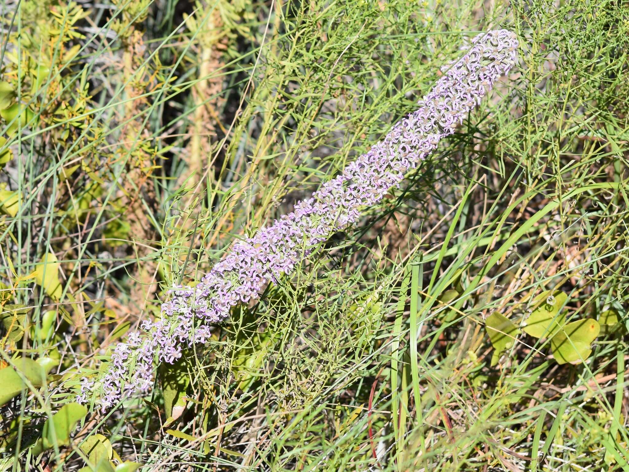 Image de Liatris carizzana (Gaiser) G. L. Nesom