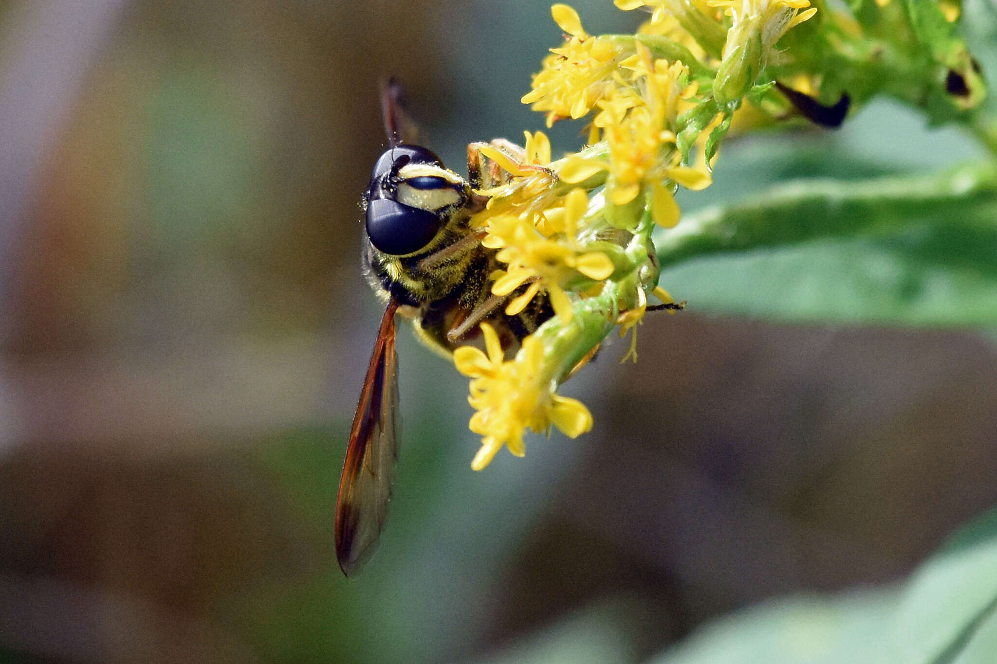 Image of Sericomyia chrysotoxoides Macquart 1842