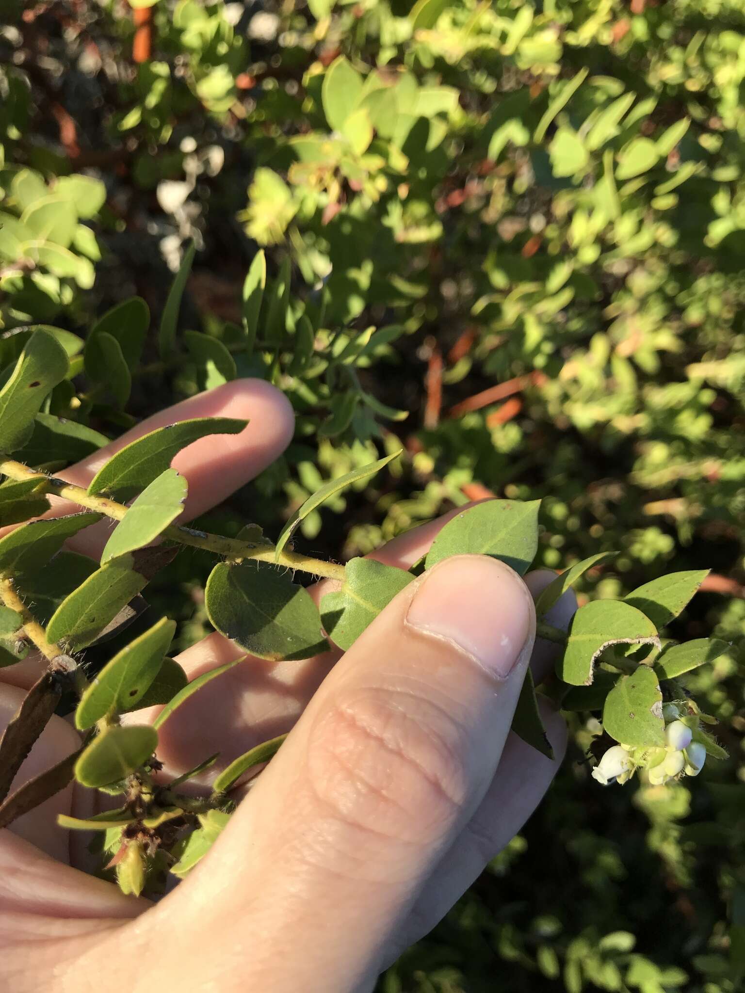 Image of Arctostaphylos purissima subsp. purissima