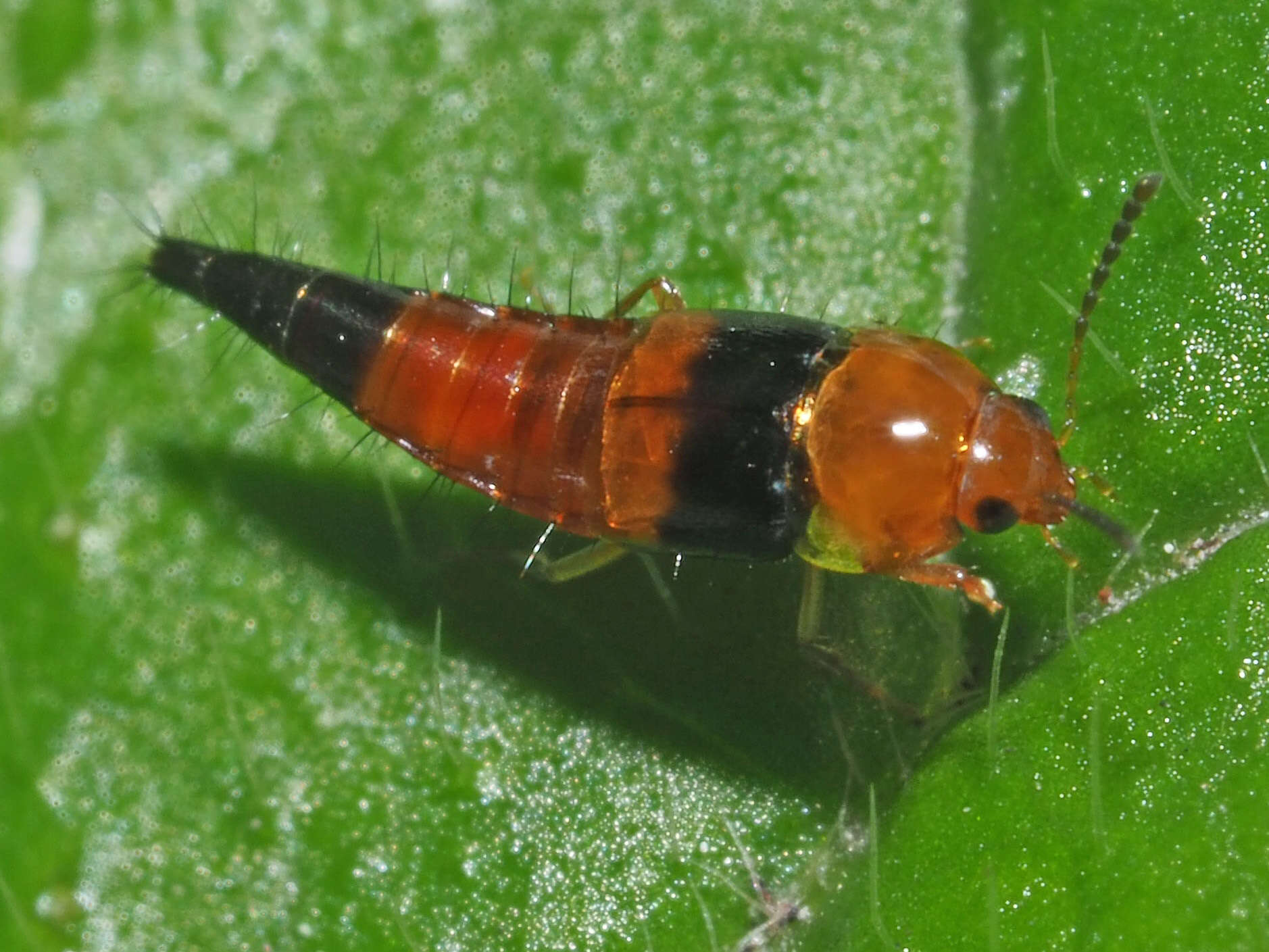 Imagem de Tachyporus obtusus (Linnaeus 1767)