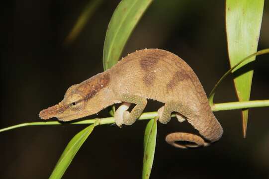 Image of Maroantsetra Chameleon