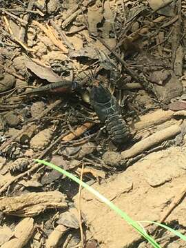 Image of Broad-clawed Crayfish