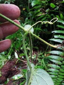 Image of Passiflora crassifolia Killip