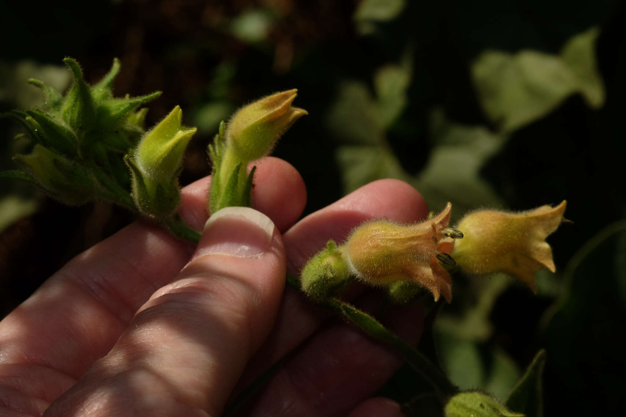 Image of tobacco