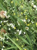 Image of Galium octonarium (Klokov) Pobed.