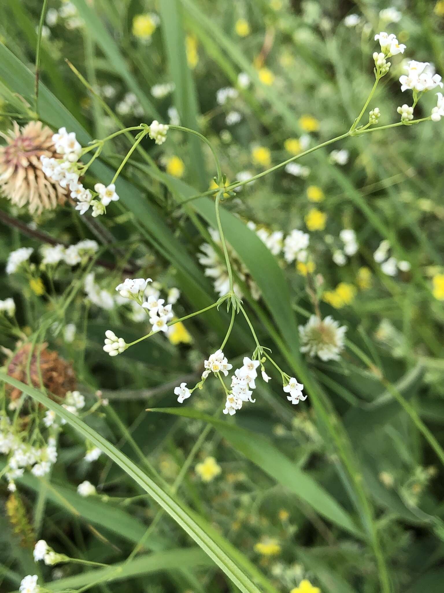 Image of Galium octonarium (Klokov) Pobed.