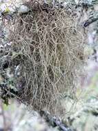 Image of sulcaria lichen