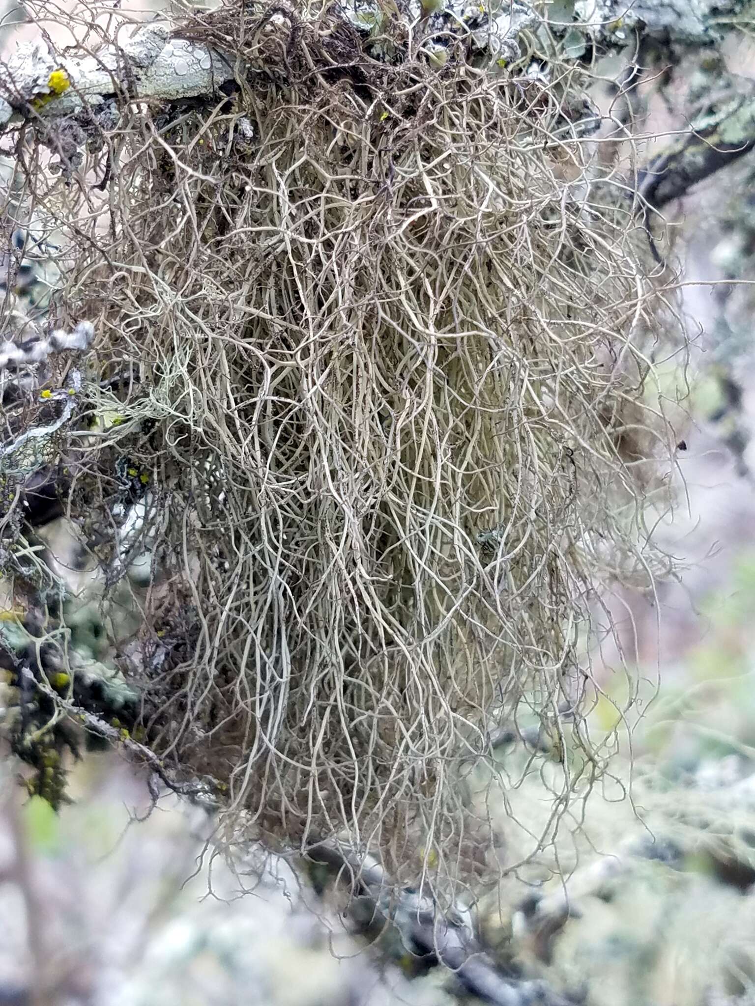 Image of sulcaria lichen