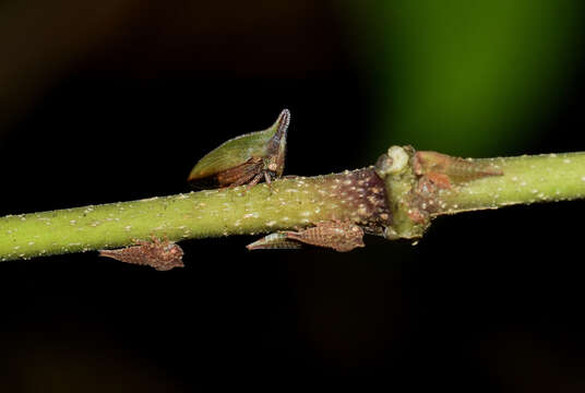 Image of Hemiptycha obtecta Fabricius