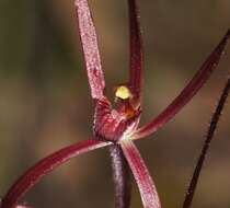 Image of Daddy-long-legs