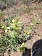 Imagem de Salvia suffruticosa Montbret & Aucher ex Benth.