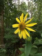 Image de Helianthus resinosus Small