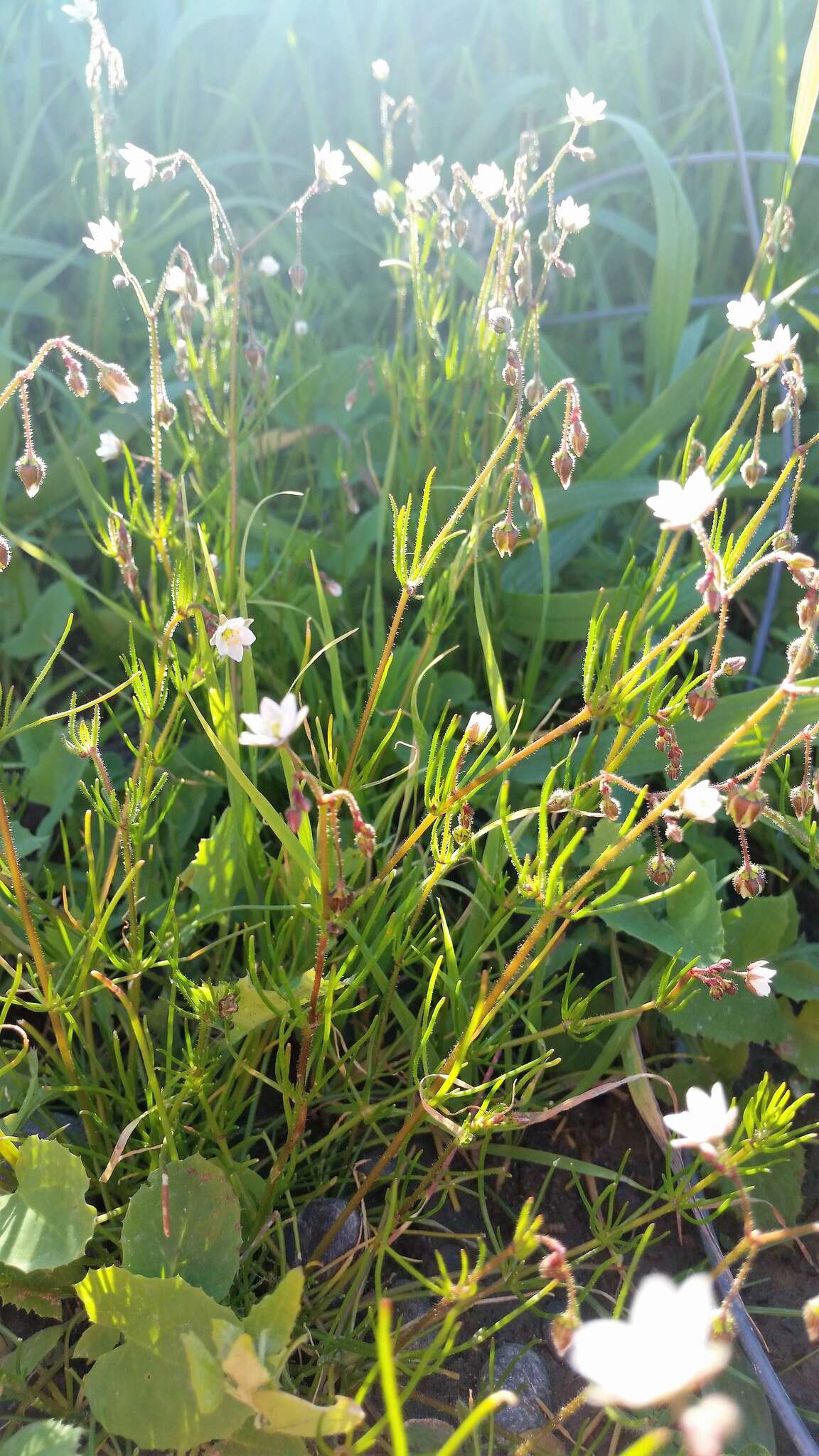 Image of corn spurrey