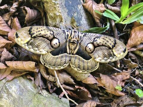 Image of Brahmaea wallichii insulata Inoue 1984