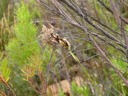 Image of Elegia asperiflora (Nees) Kunth