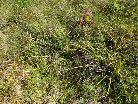 Imagem de Scirpus longii Fernald