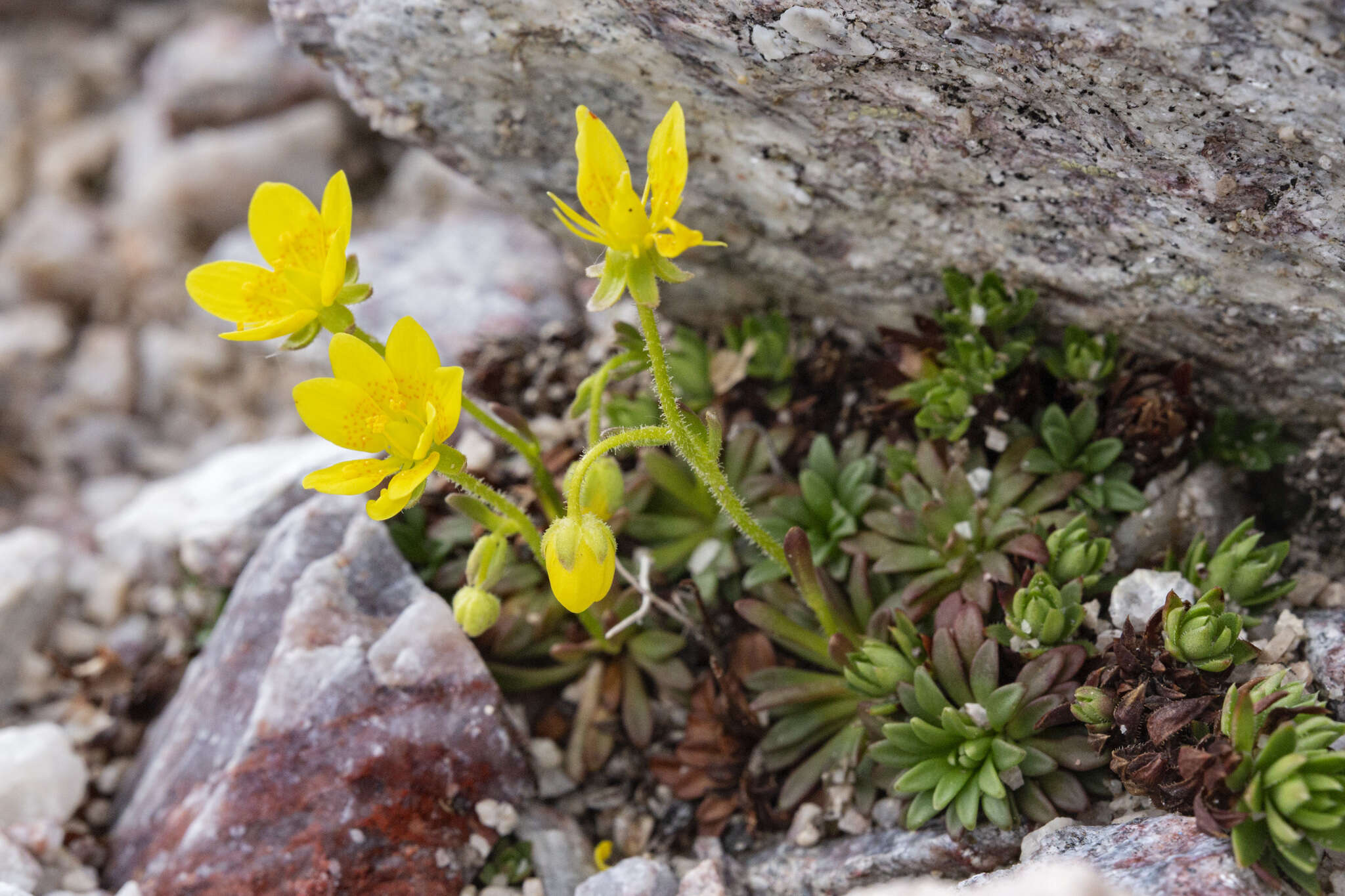 Plancia ëd Saxifraga chrysantha A. Gray