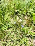 Image of Syncolostemon parviflorus var. parviflorus