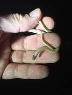 Image of Southwestern Blackhead Snake