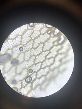 Image of papillose sphagnum