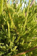 Image of Leucadendron corymbosum Berg.