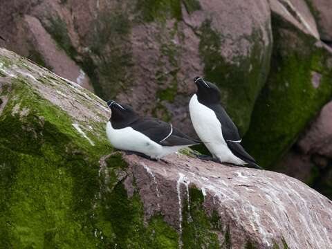 Image of Lesser auk